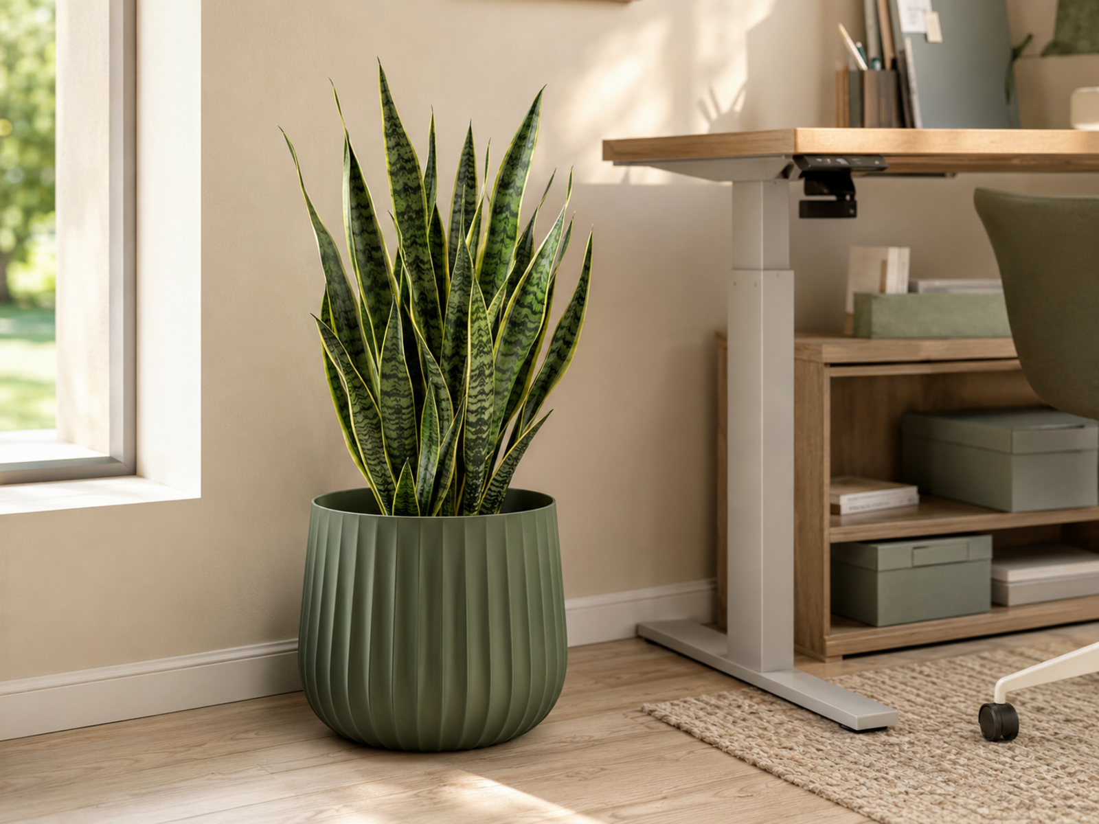 Snake Plant Elho Office